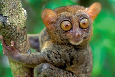 Philippinen - Koboldmaki