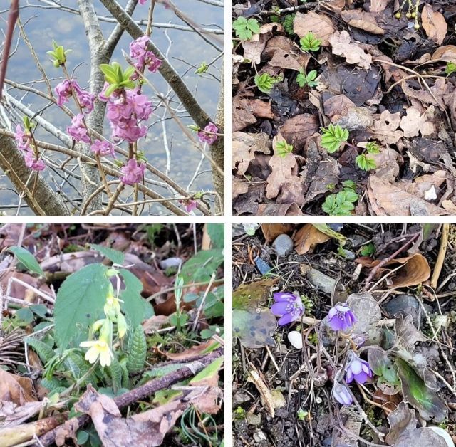 Kr&auml;uterwanderung